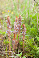 Orobanche coerulescens