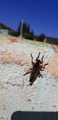 Promachus yesonicus