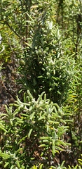 Olearia ramulosa