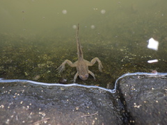 Occidozyga lima