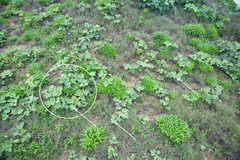 Peucedanum japonicum