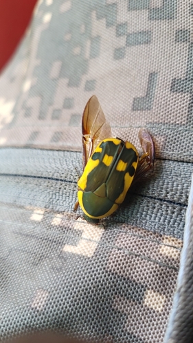 False Garden Fruit Chafer