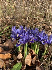 Iris reticulata