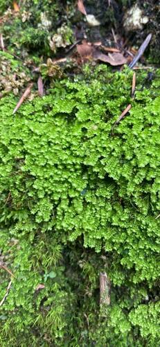 Lesser Rough Earwort (Scapania aequiloba)