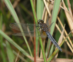 Indothemis limbata