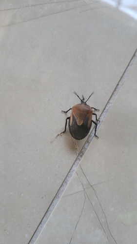 Coridius viduatus