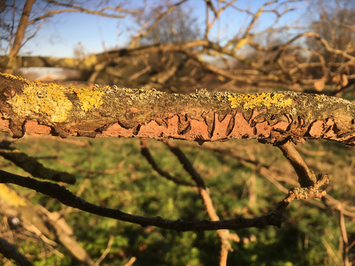 Oak Crust