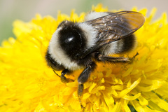 Bombus sichelii