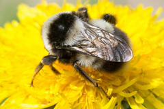 Bombus sichelii