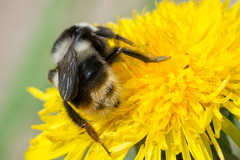 Bombus sichelii