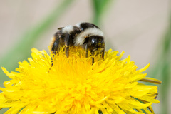 Bombus sichelii
