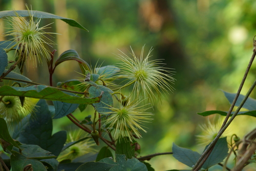 Clematis leschenaultiana, photograph 6