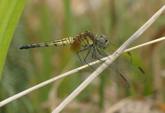 Indothemis limbata