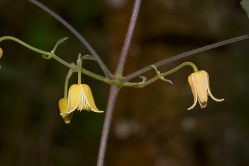 Clematis leschenaultiana, photograph 5