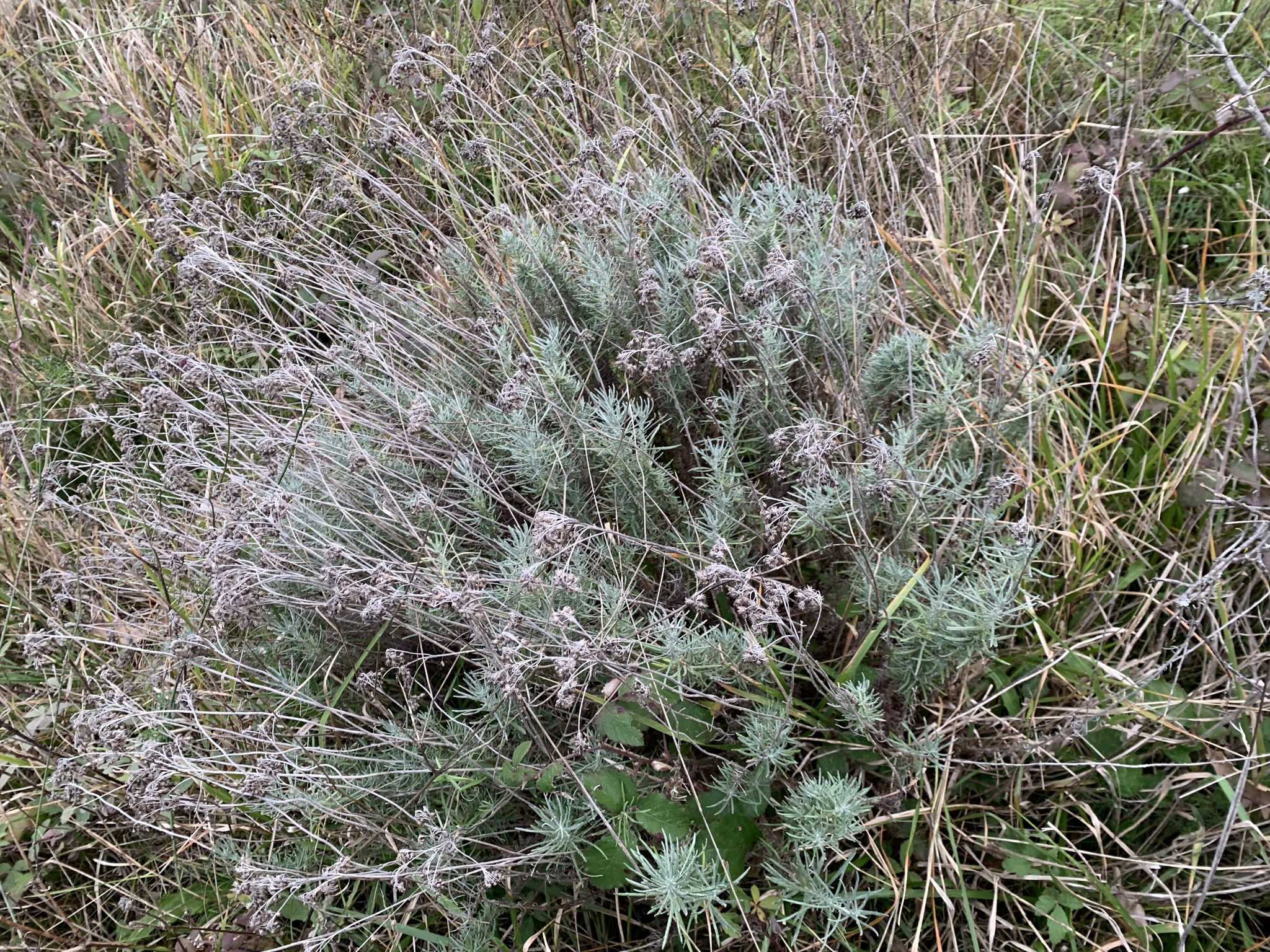 Photo by Andrea Montechiarini via iNaturalist (Copyright Andrea Montechiarini)