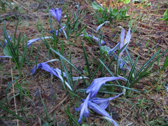 Crocus heuffelianus scepusiensis