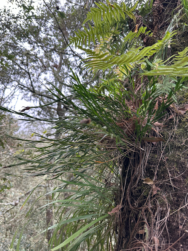 Isochilus latibracteatus