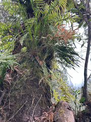 Isochilus latibracteatus, photograph (c) Peter Quakenbush, some rights reserved (CC BY)