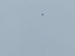 Spilornis cheela