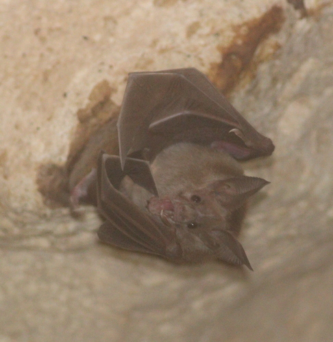 Waterhouse's Leaf-nosed Bat