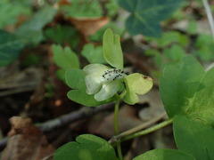 Puccinia adoxae