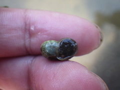 Indoplanorbis exustus