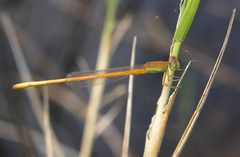 Ceriagrion calamineum
