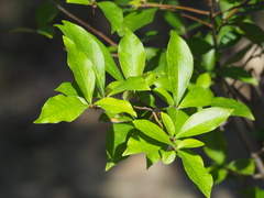 Pourthiaea arguta