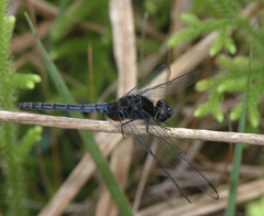 Indothemis limbata
