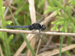 Indothemis limbata