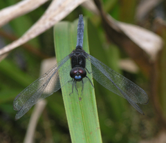 Indothemis limbata