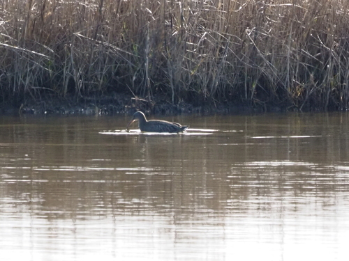 Clapper Rail (Rallus crepitans), photo 7