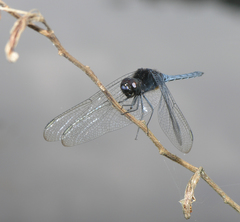 Indothemis limbata