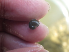 Indoplanorbis exustus