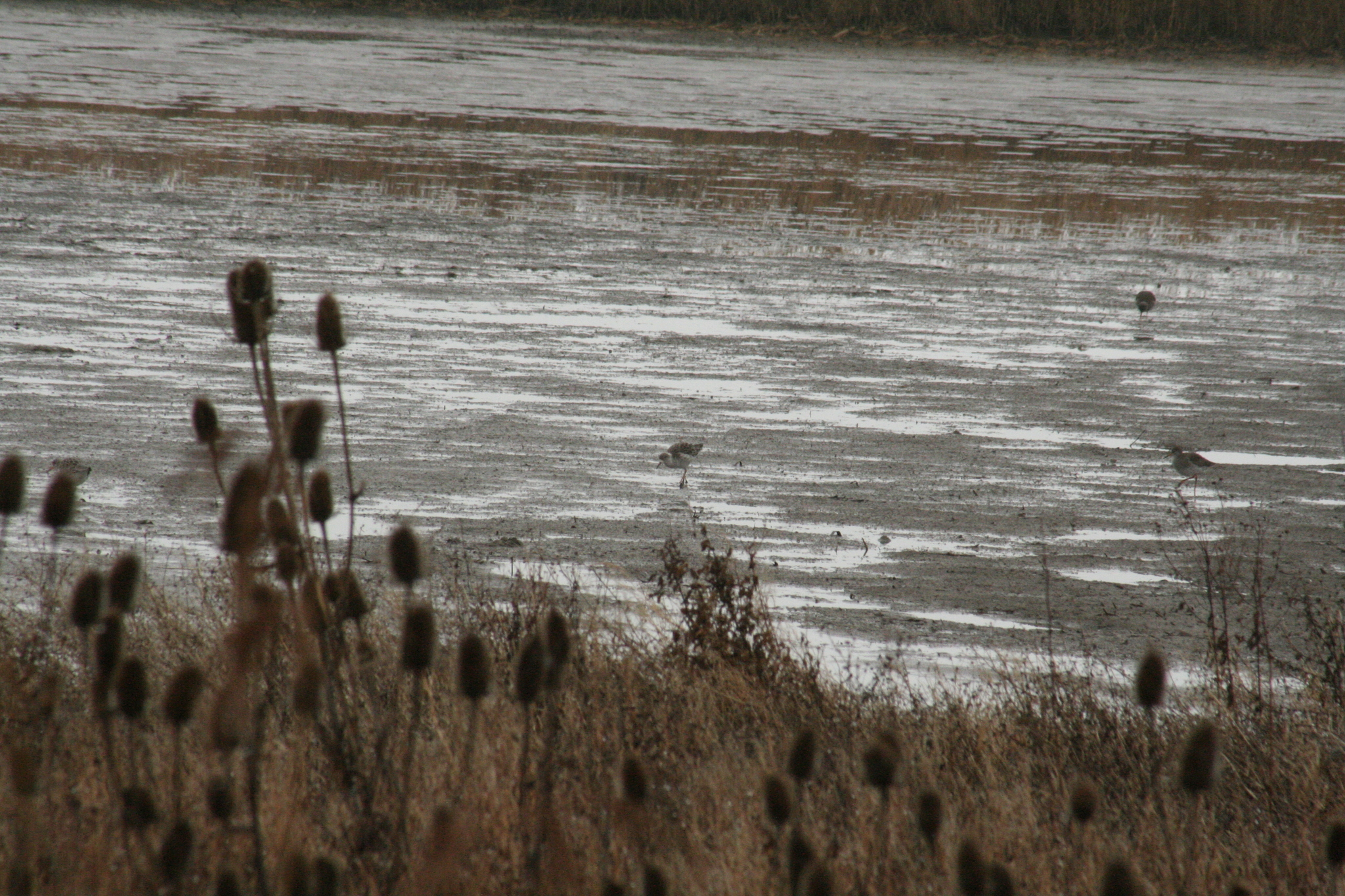 Ruff (Calidris pugnax), photo 9