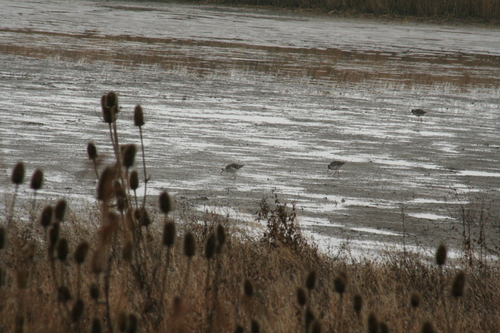 Ruff (Calidris pugnax), photo 10