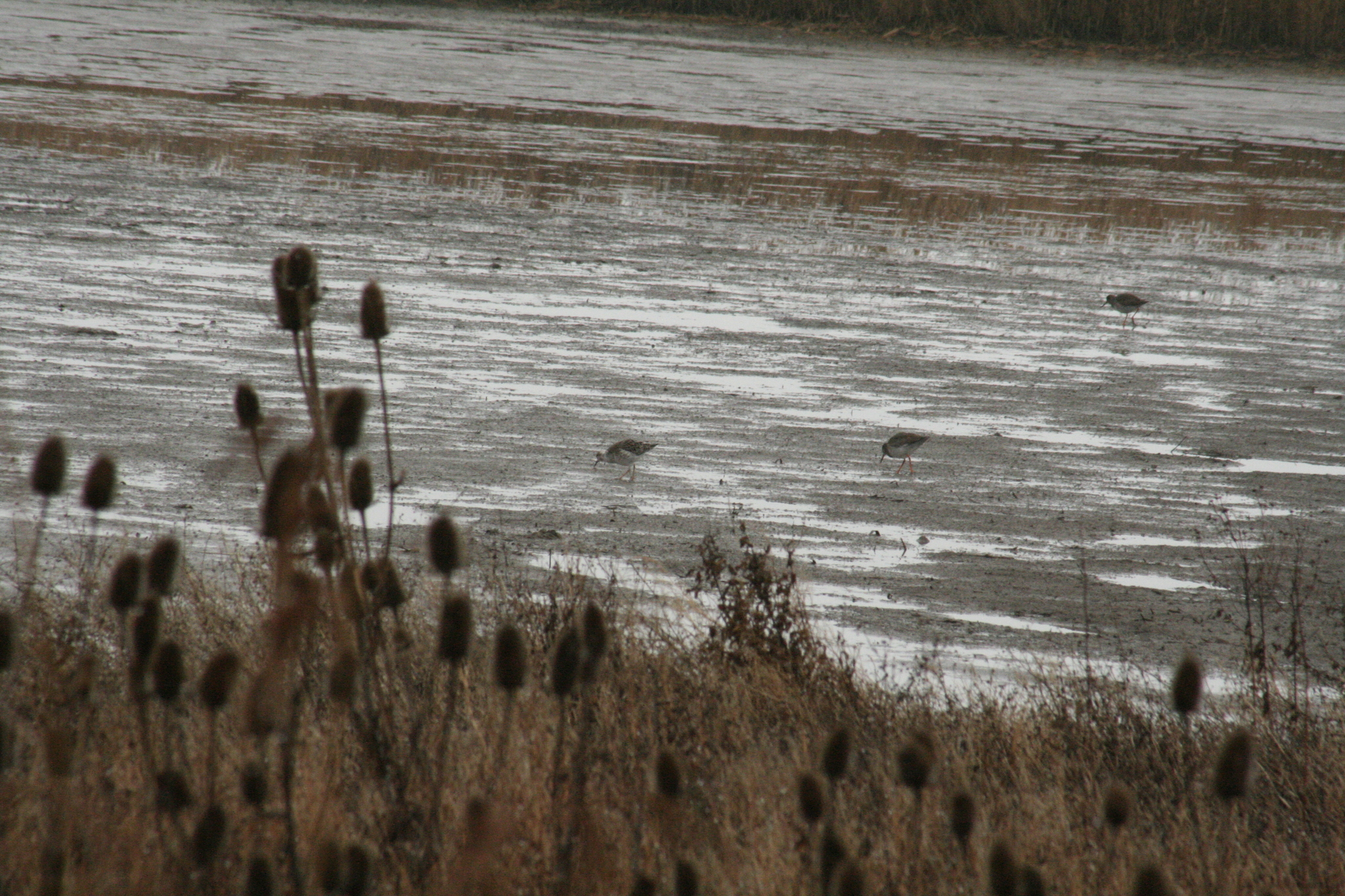 Ruff (Calidris pugnax), photo 10