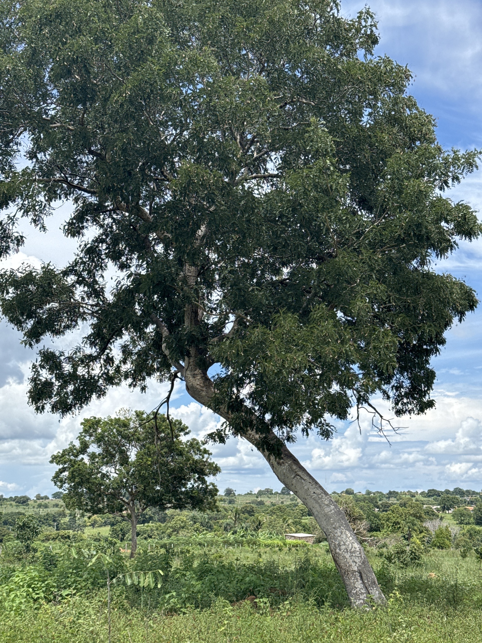 Pterodon emarginatus