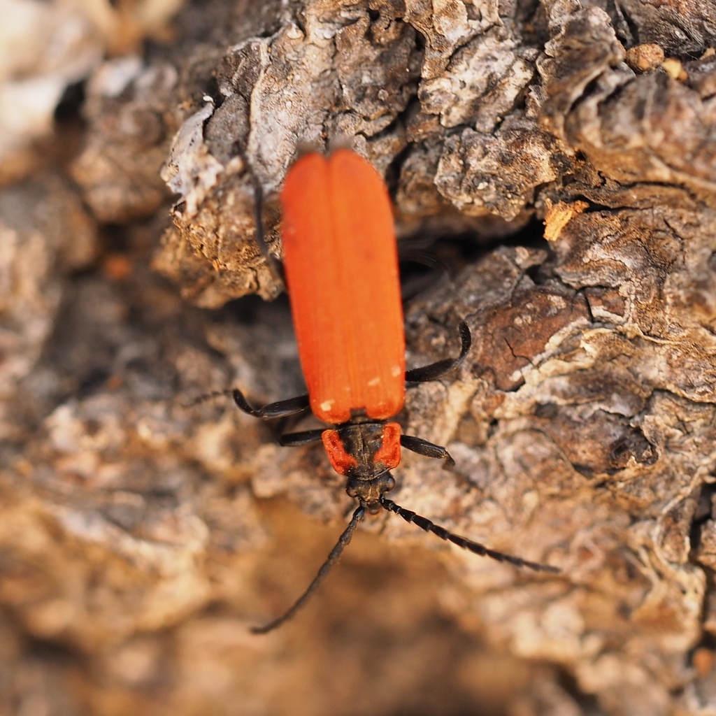 Lygistopterus
