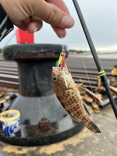 Areolate grouper (Epinephelus areolatus) — Serranidae