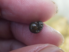 Indoplanorbis exustus