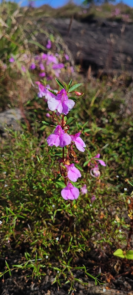 Impatiens balsamina – Impatiens balsamina