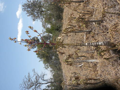 Kalanchoe prolifera image