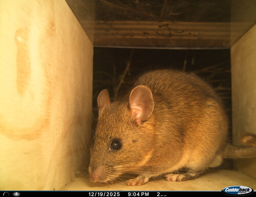 Big-eared Woodrat