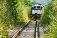 Euplectes albonotatus