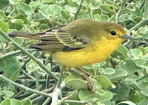 Mangrove Warbler (Setophaga petechia), photo 4
