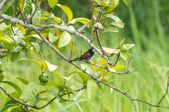 Spermestes bicolor nigriceps