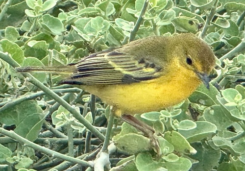 Mangrove Warbler (Setophaga petechia), photo 5