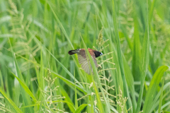Spermestes bicolor nigriceps