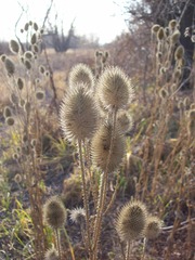 Dipsacus gmelinii